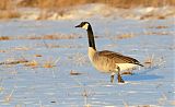 Canada Gooseborder=